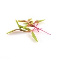 zlty mangold4_500x0